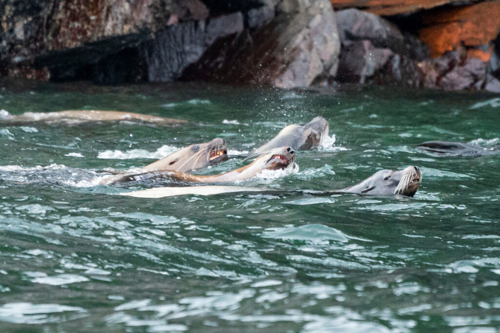 Protecting marine life through Woodfibre LNG’s innovative marine mammal monitoring program