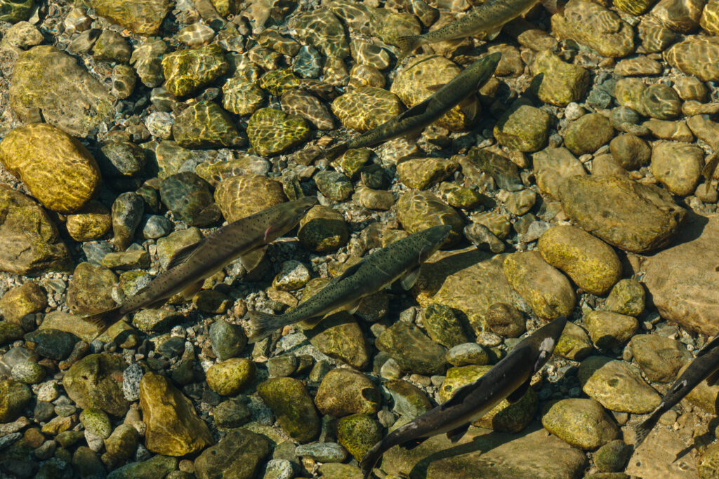 Protecting Spawning Salmon During Construction    