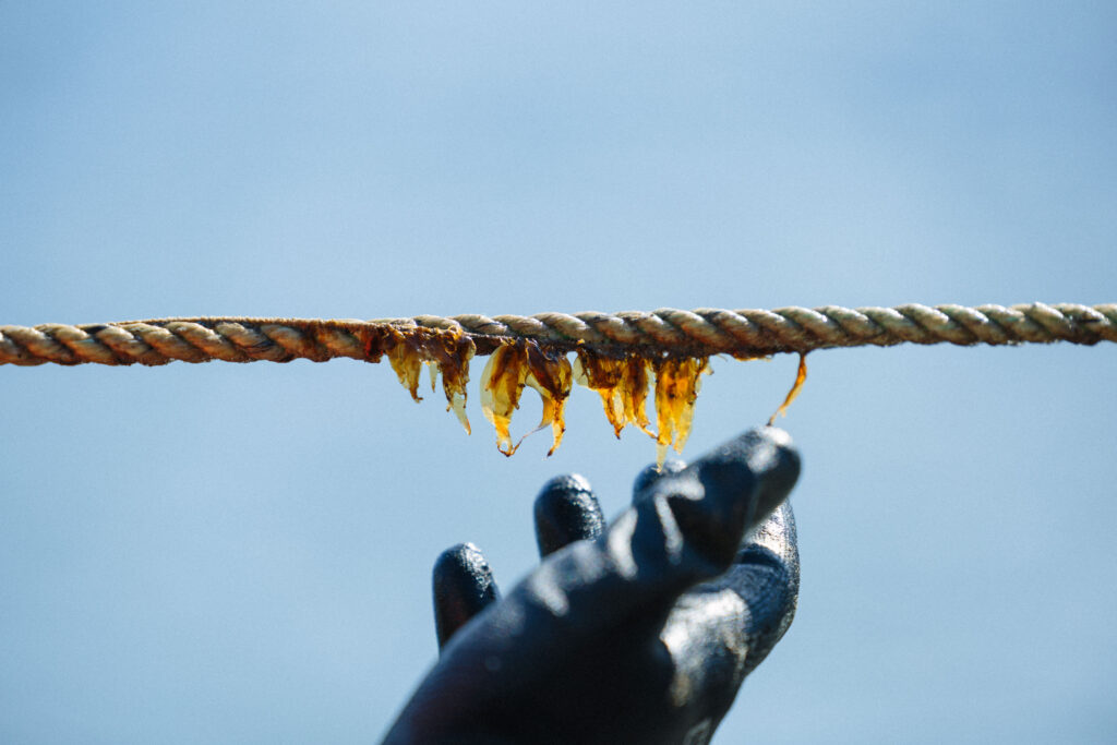 Growing Knowledge Beneath the Surface: Woodfibre LNG Supports Local Kelp Restoration Research